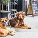 Illustration for article titled Ask The Salty Waitress: Why cant my dog sit ijust outside/i the restaurant patio?em/em